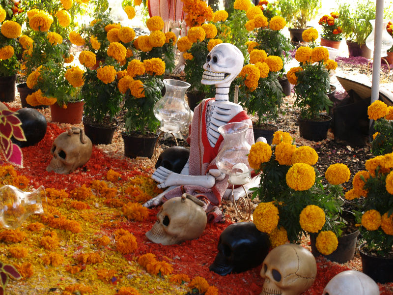 Leyenda de la Flor de Cempasúchil, la flor de los muertos – Diario Gráfico